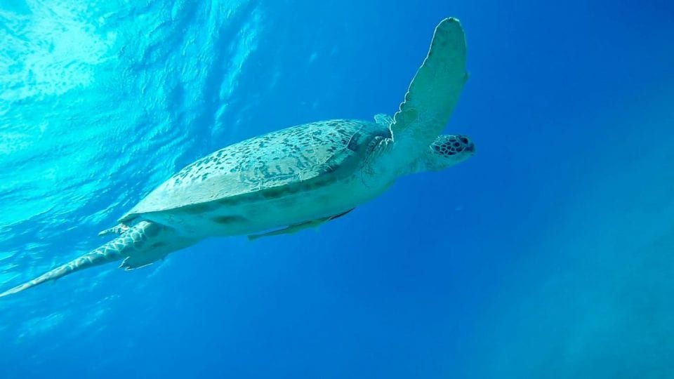 Schildkröte in Abu Dabbab Ägypten