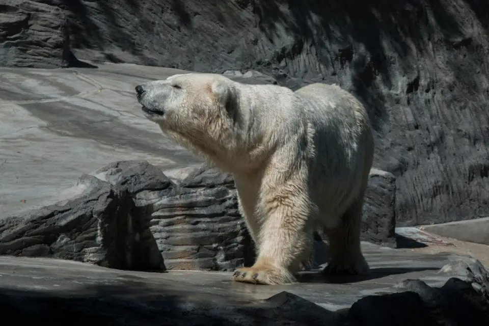 Zoo Prag Eisbär