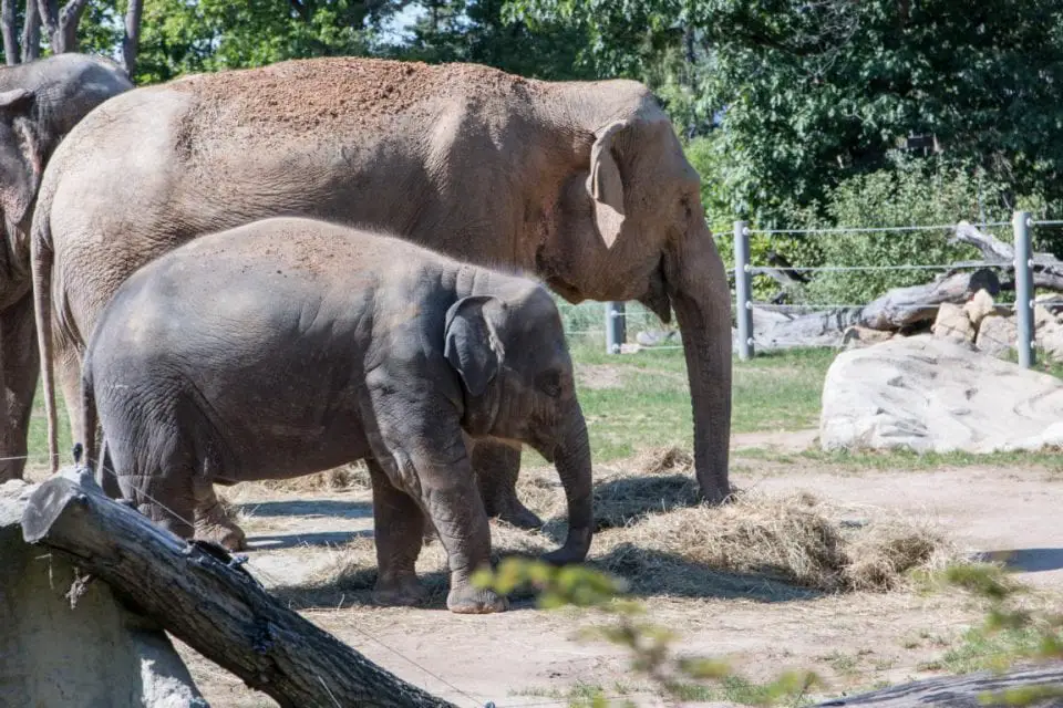 Zoo Prag Elefanten