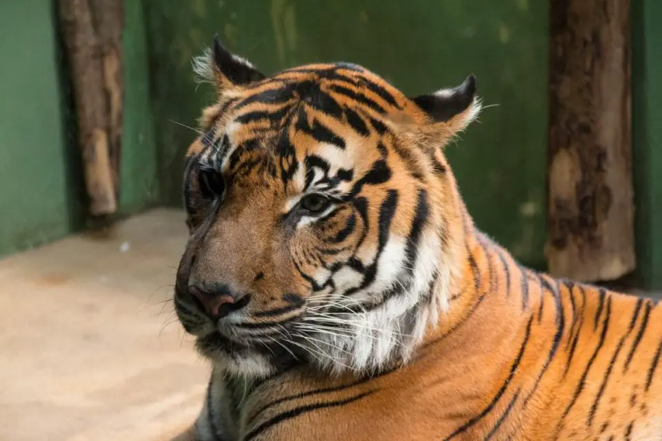 Zoo Prag Sumatra Tiger