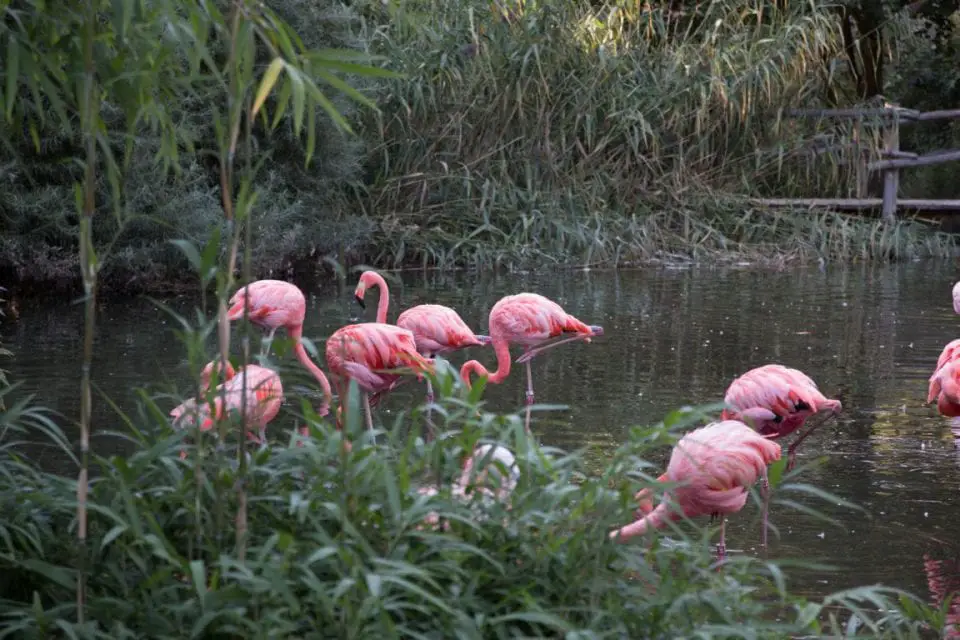 Zoo Prag Flamingo
