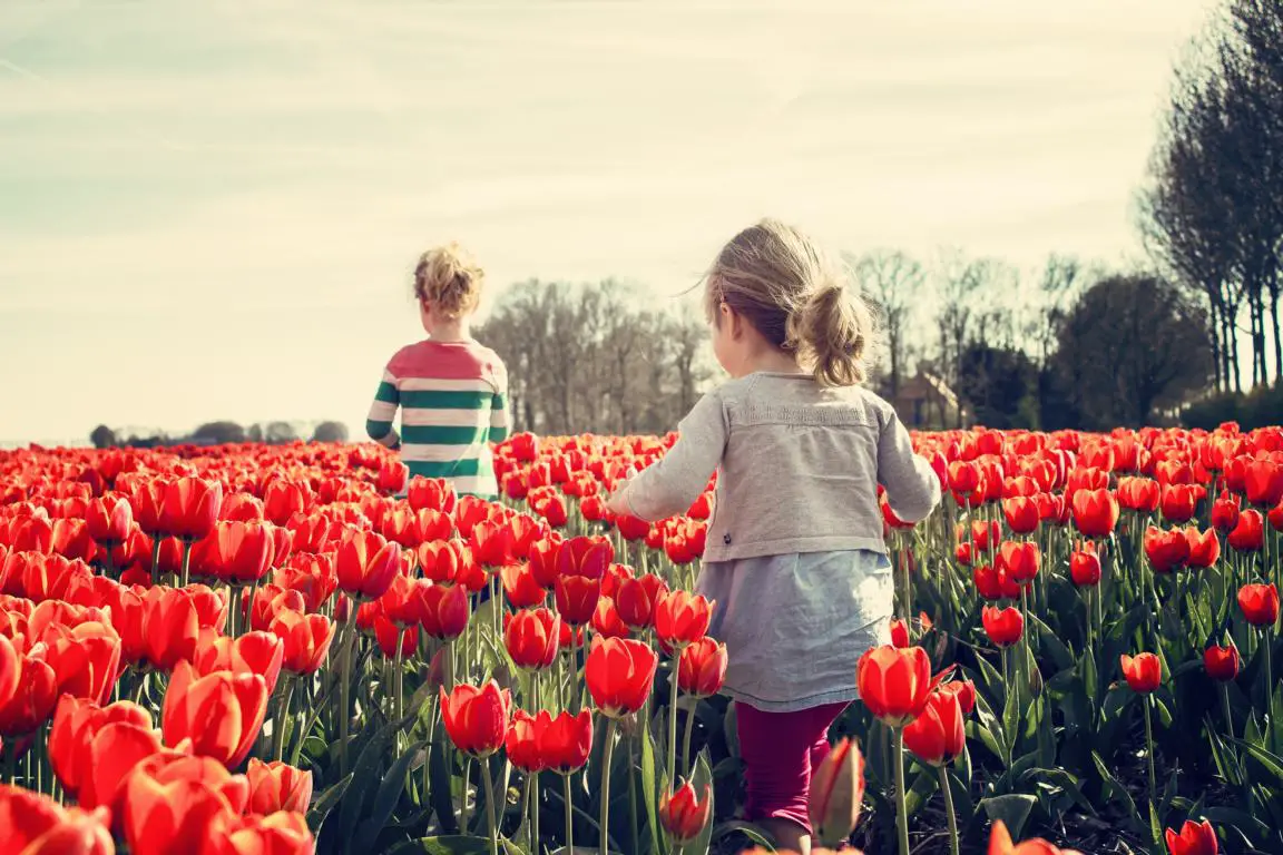 Holländische Tulpen Was ist eigentlich typisch holländisch?