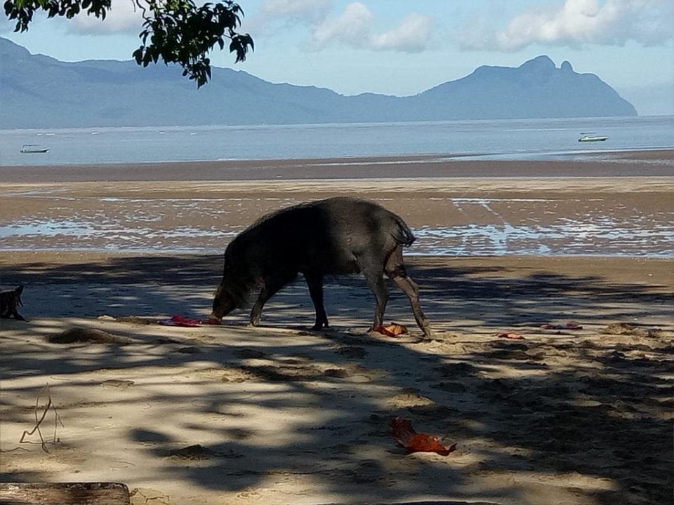 Bako Nationalpark Bartschwein