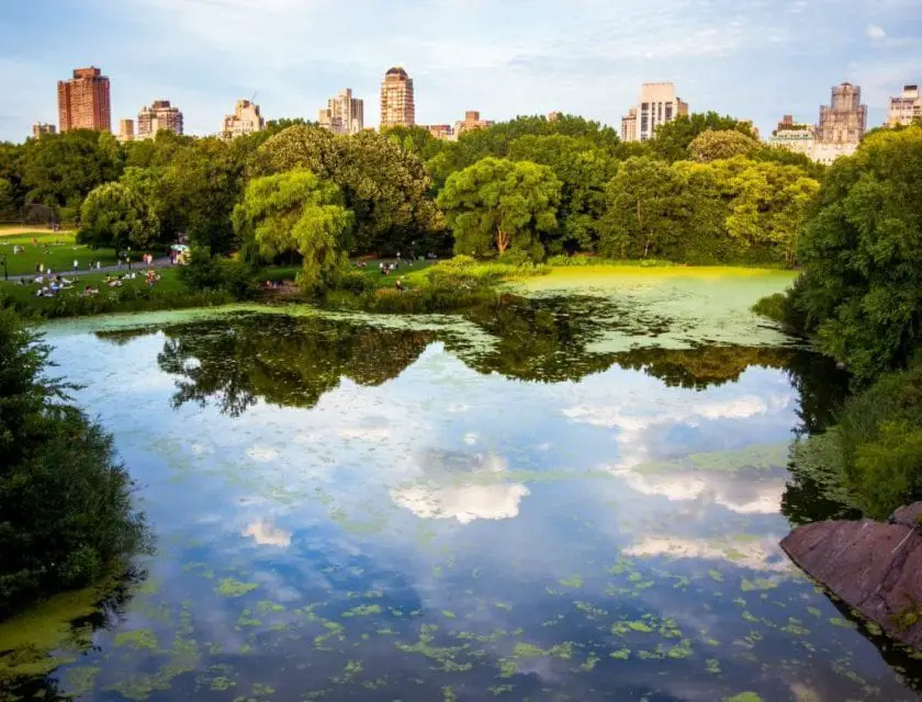 New York Central Park Sommer