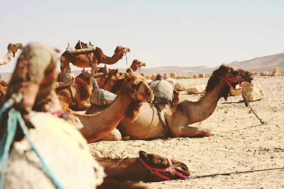 kamele Marokko