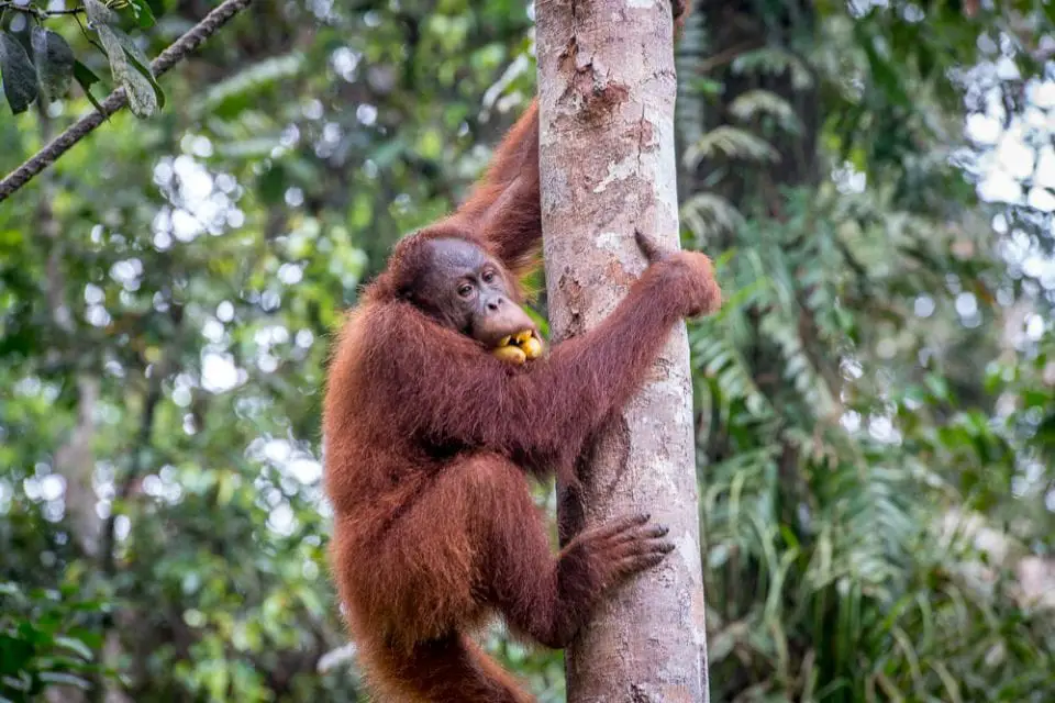 Borneo Orang Utan Dschungel Semenggoh baum