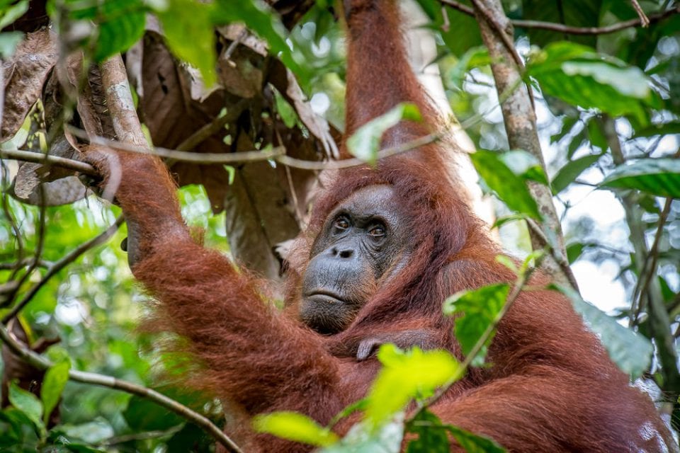 Borneo Orang Utan Dschungel Nahaufnahme