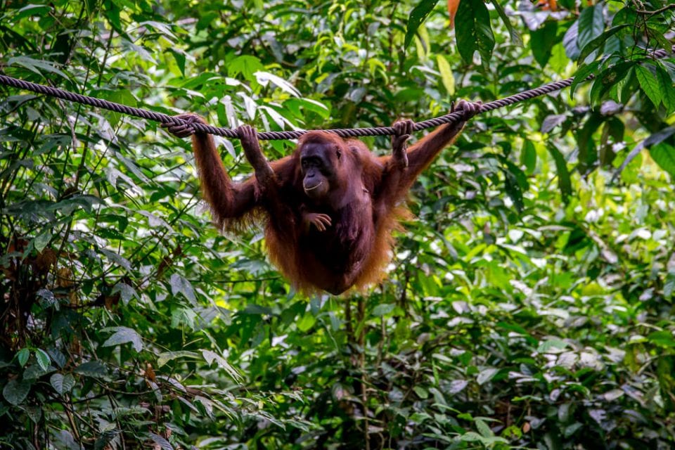 Borneo Tiere: Orang-Utans