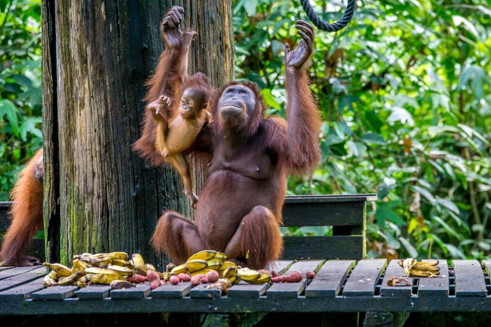 Borneo Orang Utan mit Baby Dschungel Sepilok
