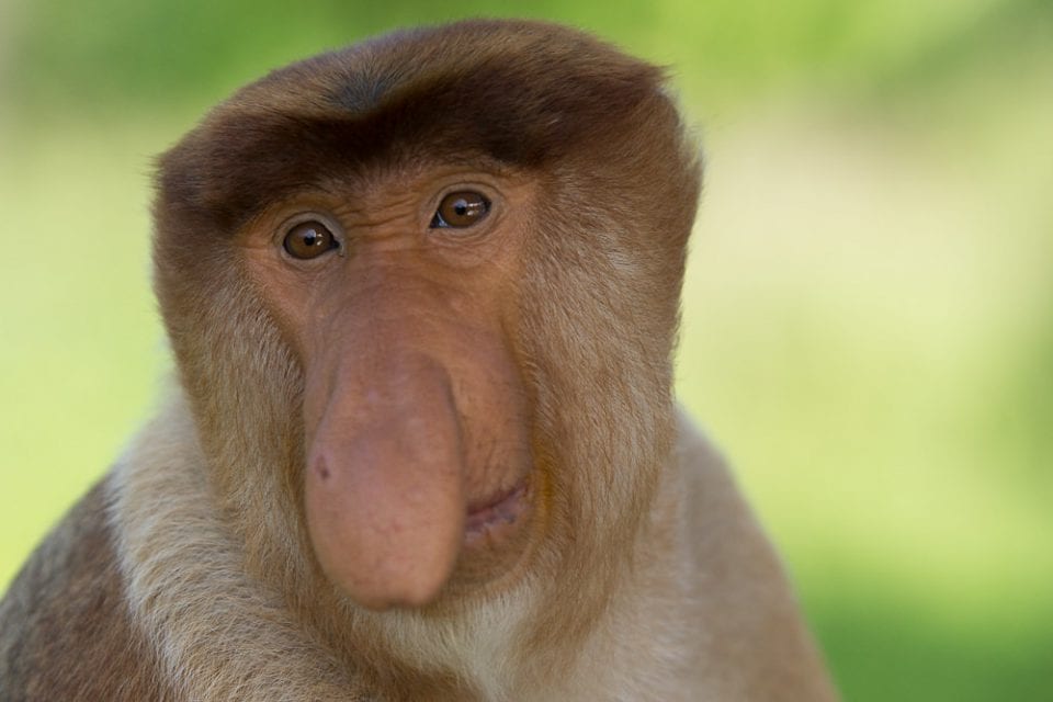 Borneo Tiere: Nasenaffen - Proboscis Monkeys