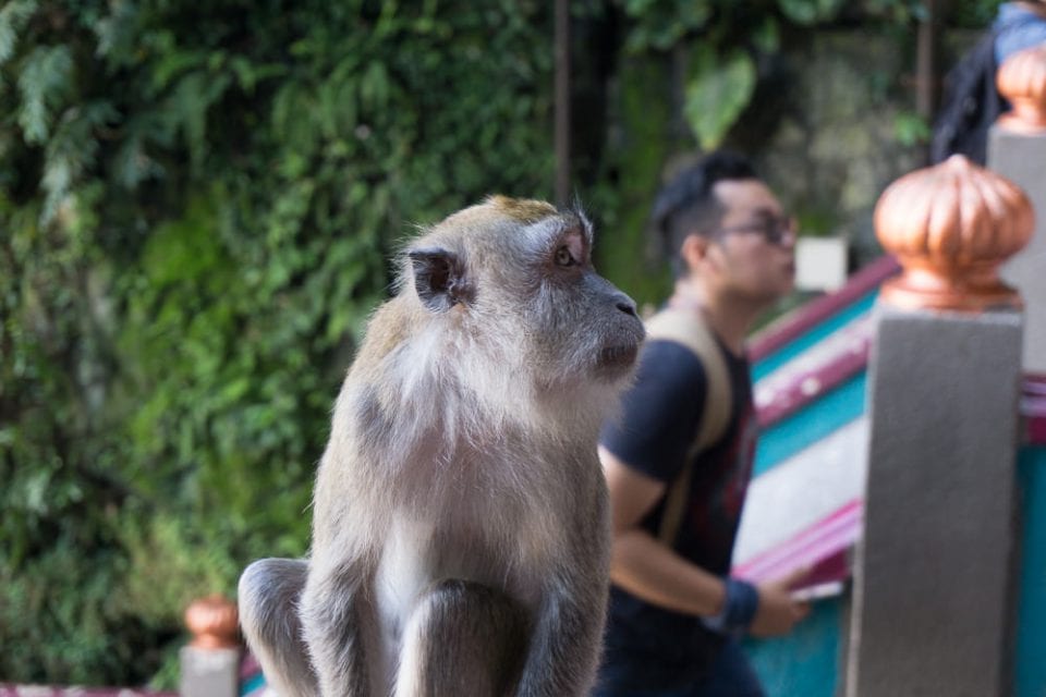Borneo Tiere: Makaken