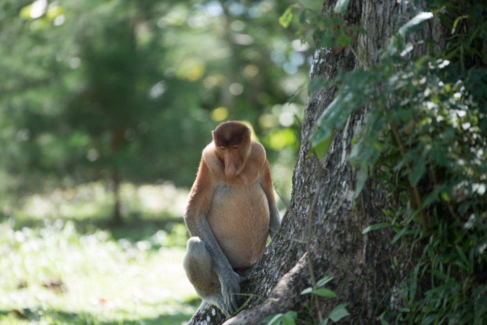 Borneo Tiere: Nasenaffen - Proboscis Monkeys