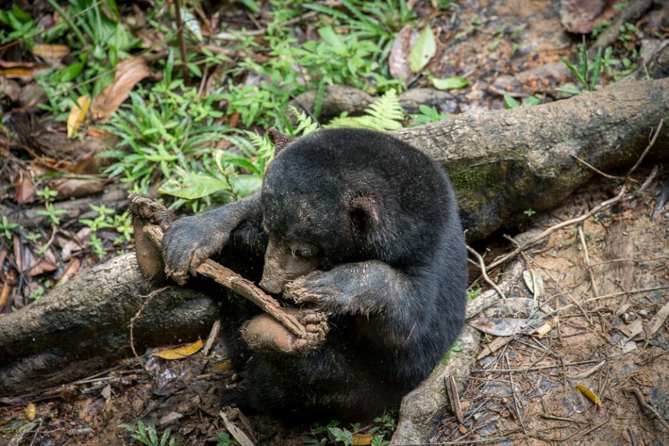 Borneo Tiere: Malaienbär - Sun Bear