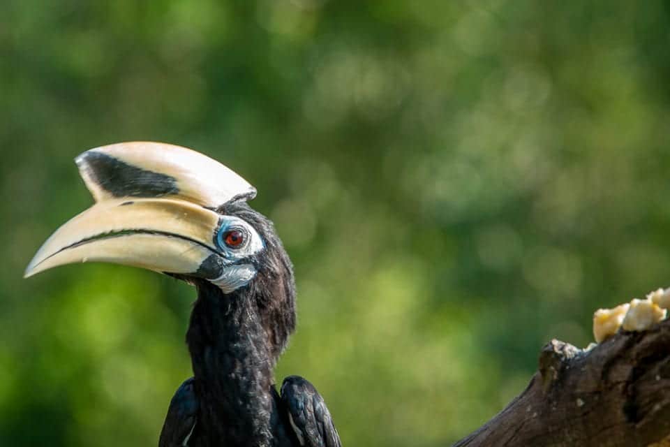Borneo Tiere: Nashornvogel - Hornbill