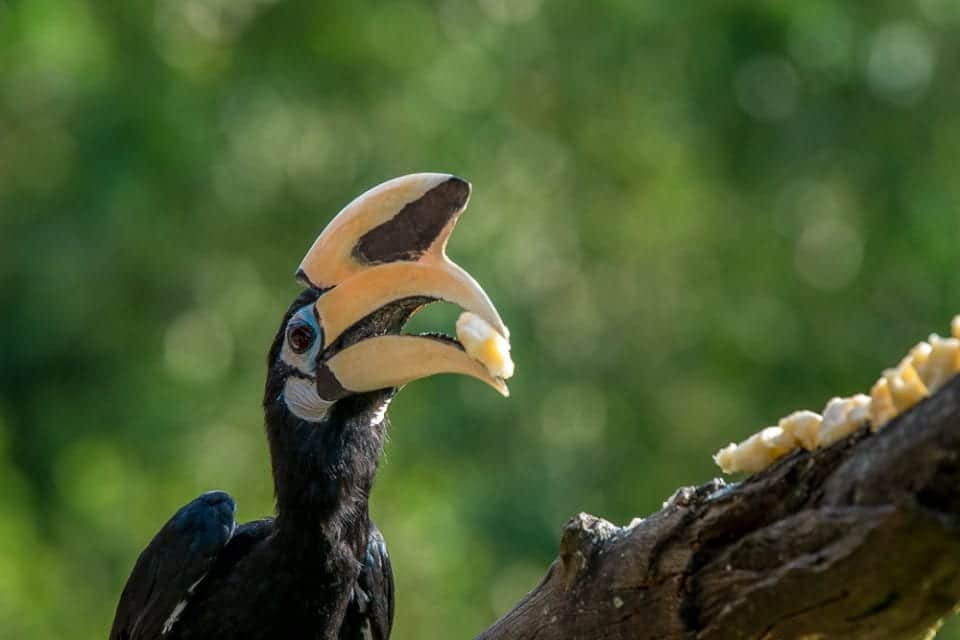 Borneo Tiere: Nashornvogel - Hornbill