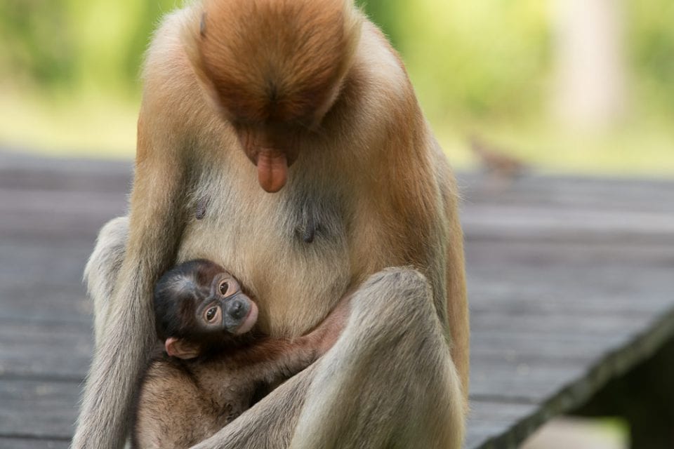 Nasenaffe mit Baby Borneo Reise