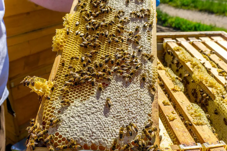 Nürnberg Knoblauchsland Bienen Imker