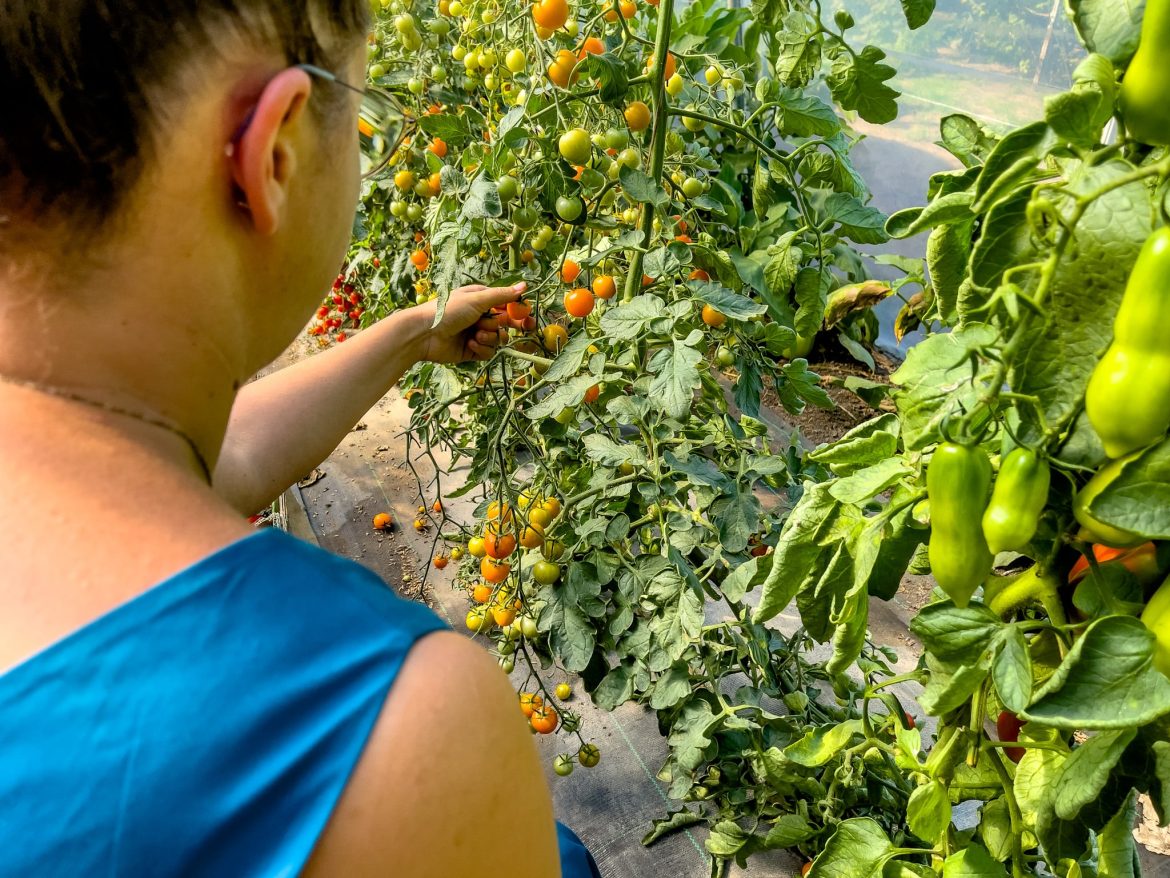 Tomaten für das Tomatenragout ernten